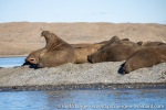 220822a_Renardbreen_029_E