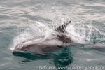 220824b_Isfjord_22_E