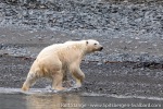 220812b_Carolusbukta_182_E