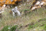 220717c_Ossian-Sarsfjellet_117_E