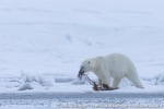 220505d_Ymerbukta_38_E