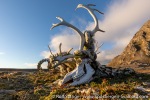 220828c_Dunderbukta_032_E