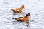 230607a_Eidembukta_35_E