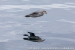 230531b_Isfjord_11_E
