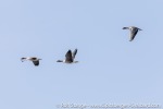 230601a_Forsbladodden_11_E