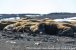 230601c_Maaseneset_27_E