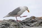 230603c_Gnaalodden_102_E