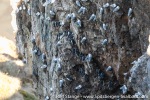 230606a_Ossian-Sarsfjellet_43_E