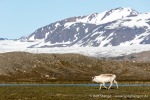 230703c_Eidembukta_28_D