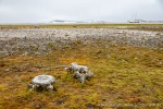 230711a_Kiepertoya_14_D