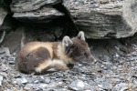 230712a_Buedelfjellet_017_D