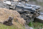 230712a_Buedelfjellet_141_D