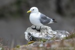 230712a_Buedelfjellet_158_D