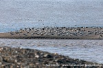 230703c_Eidembukta_62_E