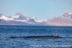 230704c_Kongsfjord_23_E