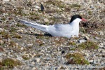 230705a_Ny-Alesund_10_E