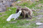 230712a_Buedelfjellet_103_E