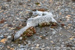 230712c_Rindedalen_01_E