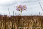 230714a_Vestvika_128_E