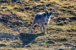 230716a_Observatoriefjellet_08_E