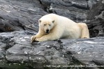 230807a_Nordenskioldbreen_144_E