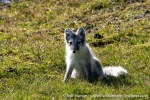 230808b_Alkhornet_114_E