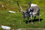 230808b_Alkhornet_124_E