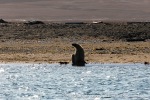 230808d_Poolepynten_005_E