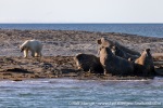 230808d_Poolepynten_035_E