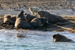 230808d_Poolepynten_057_E