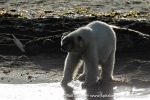 230808d_Poolepynten_159_E