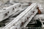 230810d_Virgohamna_101_E