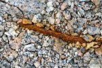 230811a_Kapp-Rubin_113_E