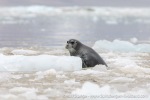 230812c_Rijpbreen_112_E