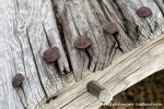 230822c_Ahlstrandhalvoya_53_E