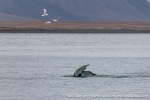 230823c_Isfjord_10_E