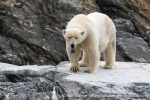 230807a_Nordenskioldbreen_047_E