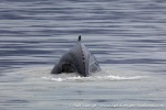 230807e_Billefjord_10_E