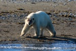 230808d_Poolepynten_010_E