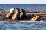 230808d_Poolepynten_027_E