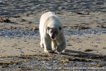 230808d_Poolepynten_110_E