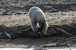 230808d_Poolepynten_221_E