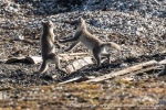 230810a_Ny-Alesund_18_E