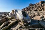 230817a_Von-Otteroya_28_E