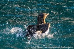 230817f_Alkefjellet_033_E