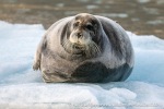 230820e_Hansbreen_082_E