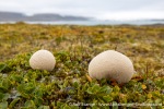 230823a_Erdmannflya_067_E