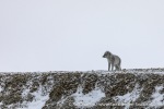 230917a_Wahlbergoya_022_E