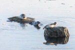 230921b_Midtholmen_059_E