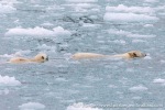 230829b_Fuglefjord_032_E